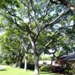 Landscape Architecture Companies, Landscape Design Companies, Landscape Drainage Companies Dallas TX